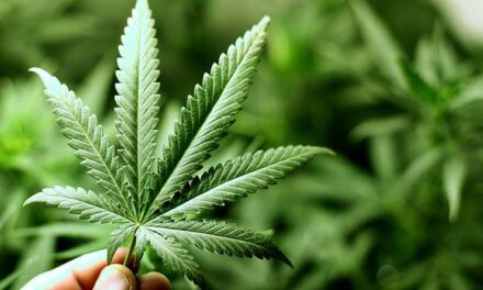 La cannabis è una medicina? Tutto quello che c’è da sapere