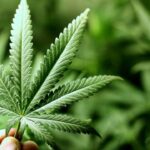 La cannabis è una medicina? Tutto quello che c’è da sapere cannabis