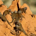 elife: I bulli nella società delle manguste manguste