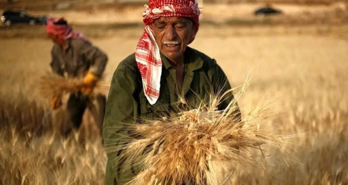 Crisi del grano: con la guerra in Ucraina anche l’India blocca l’export
