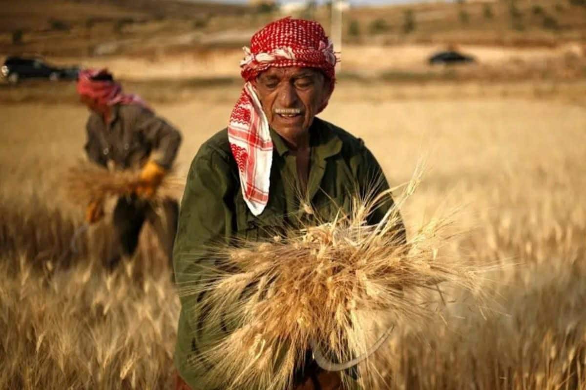 grano, india