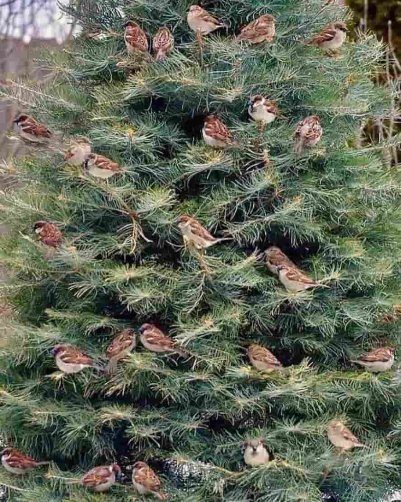Emozioni Natalizie: Decorare o Sperimentare un Natale Semplice? Emozioni | Expresión - Il Blog di Maria Cattini